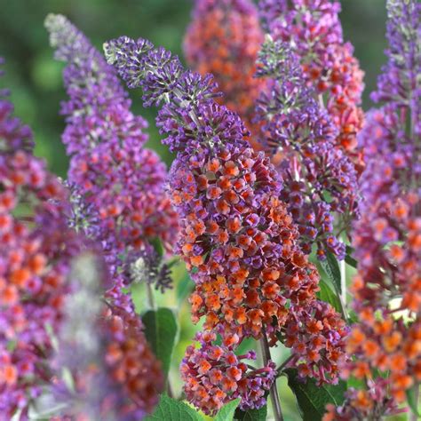 buddleia bicolor butterfly bush|buddleja davidii how to grow.